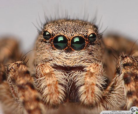 Scary Spiders, Spider Fact, Spider Face, Tiny Spiders, Spider Species, Get Rid Of Spiders, Jumping Spiders, Big Spiders, Pet Spider