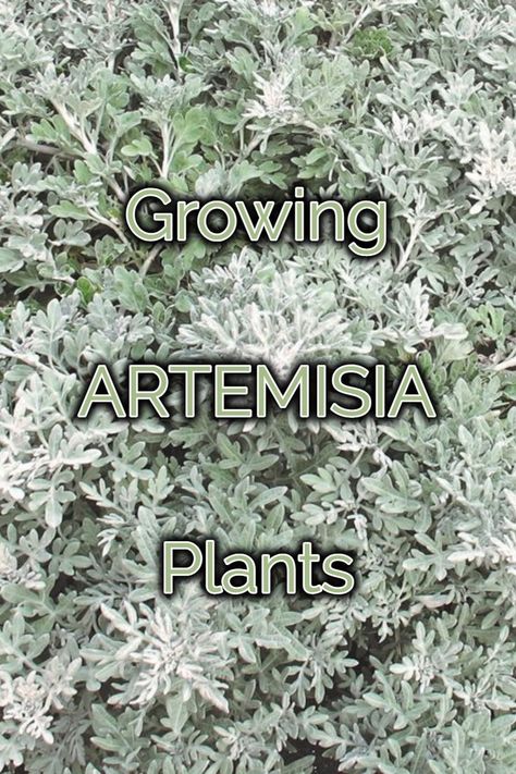 Silver Brocade Artemisia, Powis Castle Artemisia, Silver Foliage Plants, Artemesia Wormwood, Artemis Plant, Silver Mound Artemisia, Mantras Sanskrit, Artemisia Plant, Subdivision Entrance