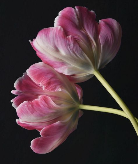 Tulip Still Life Photography, Open Tulips Flowers, Tulip Photography, Pink Tulips Photography, Close Up Tulip Photography, Botanical Tulip, Hd Flower Wallpaper, Tulips Art, Macro Flower