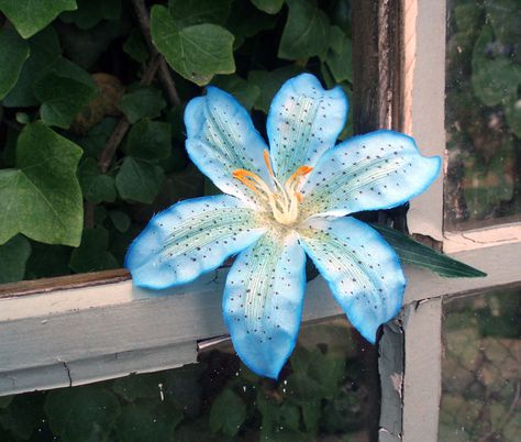 Blue Tiger Lily | Blue Tiger Lily Hair Clip by panfrieda on Etsy Blue Tiger Lily, Lily Hair Clip, Tiger Lily Flowers, Lily Blue, Lilly Flower, Floral Cases, Blue Tiger, Photo Edits, Coastal Life