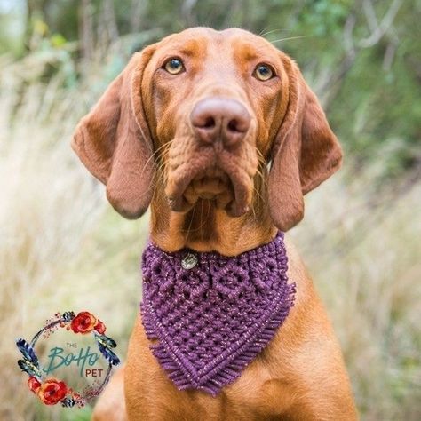 Macrame For Pets, Macrame Dog Toys, Macrame Dog Bandana, Macrame Pet Collar, Dog Macrame, Macrame Pet, Diy Dog Collar, Crochet Bandana, Dog Business