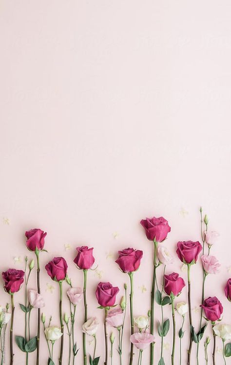 Pink Background, Pink Roses, Roses, Flowers, Wall, Pink, Pins, White, Black