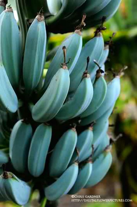 Do You Know These Blue Java Bananas that Taste Like Ice Cream Originated from Southeast Asia? | Seasia.co Weird Fruit, Unique Fruit, Balcony Flowers, Banana Plants, Blue Banana, Banana Tree, Variety Of Fruits, Unusual Plants, Tree Seeds