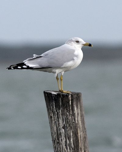 Seagull sitting on a post Seagull On Post, Wild Birds Photography, Seagull Yelling, Seagulls In Flight, Seagulls Flying Photography, Inhaling Seagull Meme, Coastal Birds, Beach Art Painting, Lighthouse Painting