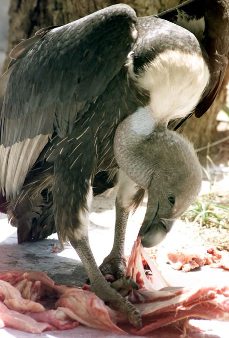 Vulture Reference, Vulture Eating, White Vulture, Vulture Photography, Vulture Culture Aesthetic, Predator Animal, Vulture Bird, Birds Eating, Bird Eating