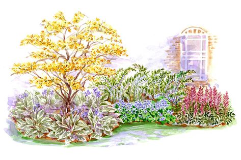 beginner-shade-garden-plan-19cc36c1 Colorful Shrubs, Shade Gardening, Corner Garden, Front Landscaping, Shade Perennials, Easy Care Plants, Garden Plans, Front Yard Garden, Chelsea Flower Show