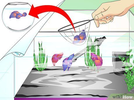 How to Make a Female Betta Community (with Pictures) - wikiHow Community Fish Tank, Female Betta, Antique Bird Cages, Fish Tank Design, Betta Aquarium, Betta Fish Care, Betta Tank, Betta Fish Tank, Beta Fish