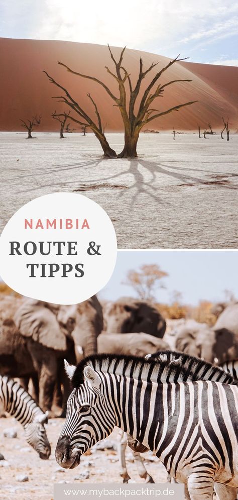 Das Abenteuer Namibia wartet! Entdecke traumhafte Landschaften und eine vielfältige Tierwelt. Erfahre mehr über meine Reiseroute durch Namibia, hilfreiche Tipps und welche Highlights du nicht verpassen solltest. #namibia #afrika #roadtrip #rundreise #abenteuer #safari #selbstfahrer #camping Namibia Travel, Africa Safari, Road Trip Planning, Road Trip Fun, Road Trip Itinerary, Africa Travel, Botswana, Travel Bucket List, Travel Around The World