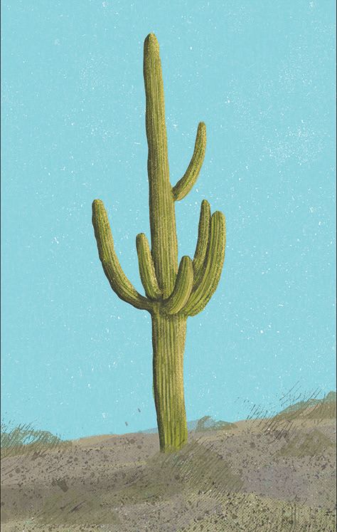 Lucia Calfapietra cactus illustration -Carnegiea gigantea Vintage Cactus Illustration, Lucia Calfapietra, Terry Urban, Geometric Animal Head, Cactus Photography, Surf Vintage, Vintage Cactus, Handmade Ceramic Planters, Cactus Illustration