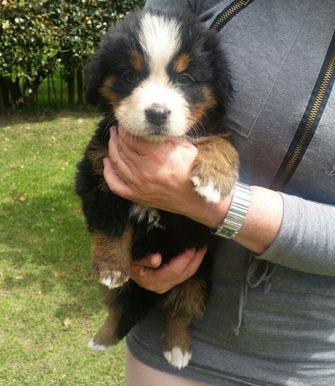 St Pierre, Bernese Mountain, The Shepherd, Cute Dogs And Puppies, Bernese Mountain Dog, Mountain Dogs, He Is Able, Working Dogs, Shepherd Dog