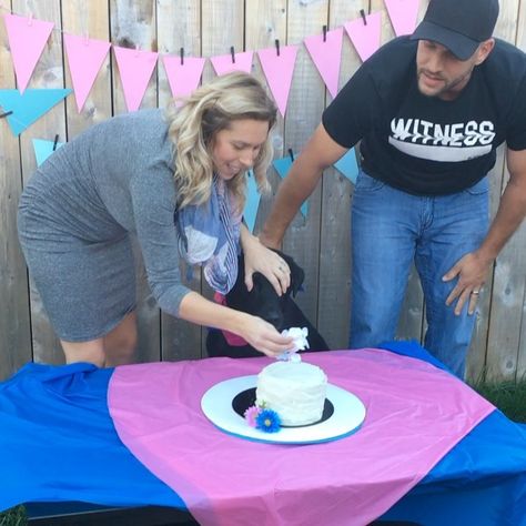 Dog Gender Reveal, Baby Q Gender Reveal, Dog Gender, Babies Bedroom, Pregnant Photos, Pet Bakery, Halloween Gender Reveal, Pregnancy Photo Ideas, Baby Information