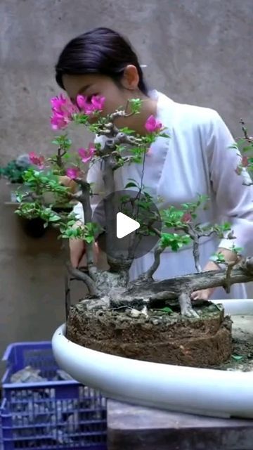 Bonsai Tutorial, Redwood Bonsai, Bonsai Kit, Bonsai Mame, 200k Views, Bonsai Care, Bonsai Ideas, Mame Bonsai, Succulent Bonsai