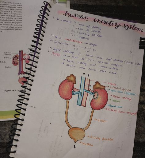 #zoology #neetaspirant  #neetnotes Notes courtesy of @Tarun Gupta Excretory System Notes, Human Excretory System, Neet Notes, Excretory System, Zoology, Anime Scenery Wallpaper, Scenery Wallpaper, Anime Scenery, Nursing