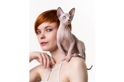 Canadian Sphynx Cat sitting on shoulder of redhead young woman with short hair. Selective focus on cat, shallow depth of field. Head shot on white background. Part of series. Cat On Shoulder Drawing Reference, Cat Sitting On Shoulder, Cat On Shoulder, Redhead Woman, Sphinx Cat, Painting Reference, Cat Stands, Sphynx Cat, Depth Of Field