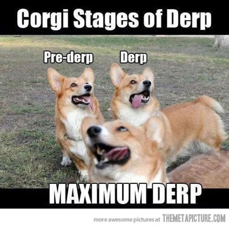 corgi states of derp  @Phalan Grof Pitbull Training, Panda Things, Corgi Face, Corgi Dogs, Puppy Images, Corgi Funny, Cute Corgi, Pembroke Welsh Corgi, Corgi Dog