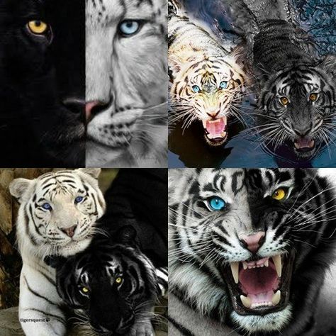 Curse Aesthetic, Tigers Curse, Aesthetic Tiger, Cat Goddess, Tiger Love, Lol Omg, Here Kitty Kitty, Book Aesthetics, Book Stuff