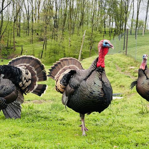 Turkey Breeds, Bronze Turkey, Farming Land, Pet Turkey, Turkey Farm, Farm Animal Painting, Turkey Bird, Farming Business, Dream Farm