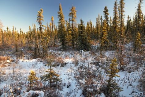 The Sun is already hanging low in our sky in the middle of the day, showering the taiga in golden light.  www.lwpetersenphotography.com/Portfolio-2/Boreal-Forest/ Arctic Landscape, Fantastic Voyage, Forest Aesthetic, Boreal Forest, Eco Travel, Spruce Tree, Location Inspiration, Snowy Forest, Newfoundland And Labrador