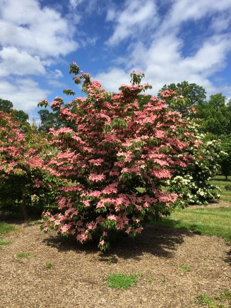 Introducing Scarlet Fire® Dogwood | Arbor Day Blog Kousa Dogwood, Entry Garden, Arbor Day, Dogwood Trees, Dogwood Flowers, Arbour Day, Front Patio, Ornamental Trees, Unique Trees