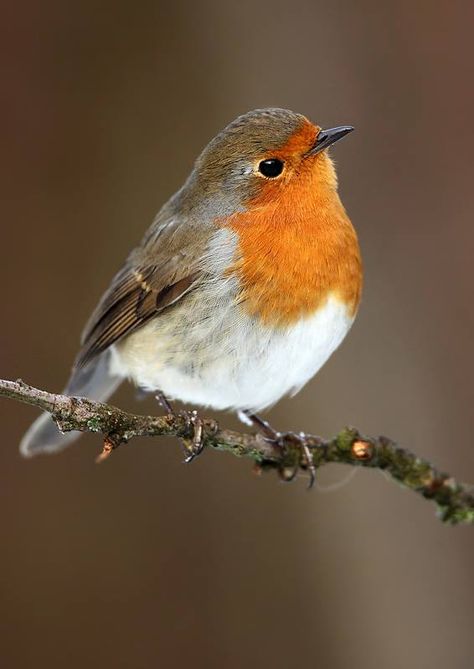 Robin - Erithacus rubecula Bird Reference, European Robin, Robin Bird, Reference Pictures, Kehlani, Nature Birds, Bird Pictures, Bird Drawings, Pretty Birds