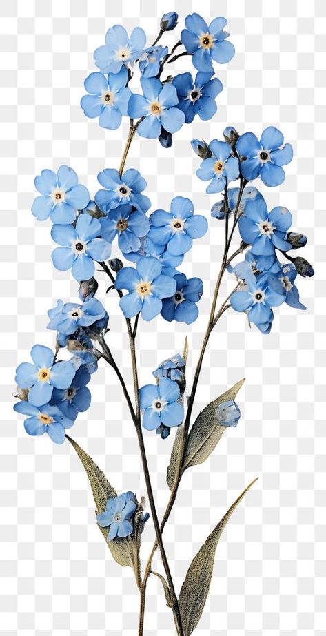 Flowers Forget Me Not, Transparent Flowers Png, Forget Me Nots Aesthetic, Digital Flowers Png, Forget Me Not Flowers Wallpaper, Forget Me Not Flowers Aesthetic, Forget Me Not Flowers Drawing, Forget Me Not Aesthetic, Blue Flowers Drawing