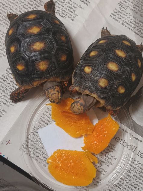 Red footed tortoises eating mango