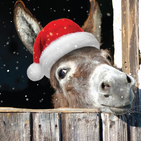 Donkey Drawing, Donkey Christmas, Charity Christmas Cards, Christmas Donkey, Air Ambulance, Christmas Horses, Christmas Farm, Marie Curie, Christmas Wood Crafts