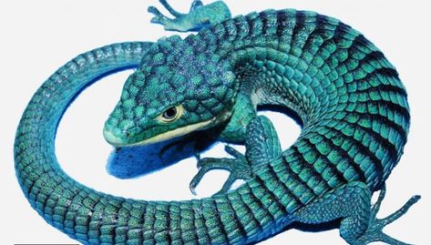 1.1 Adult Teal blue/blue eyes Abronia G. ( mexican alligator lizards) | Chameleon Forums Insects Reference, Pretty Reptiles, Bio Diversity, Aquascape Design, Blue Lizard, Cute Reptiles, Dog Grooming Business, Black Lab Puppies, Clipart Free