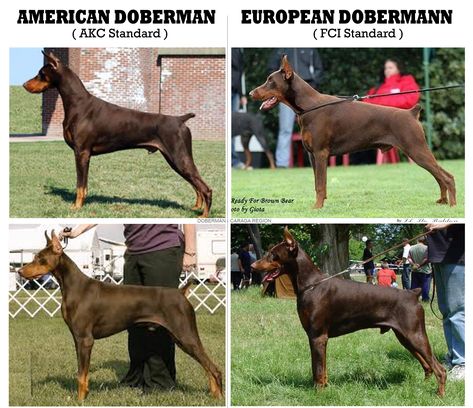 American Doberman, Doberman Breed, Dog Chart, Doberman Tattoo, European Doberman, Dog Infographic, Guard Dog Breeds, Dog Design Art