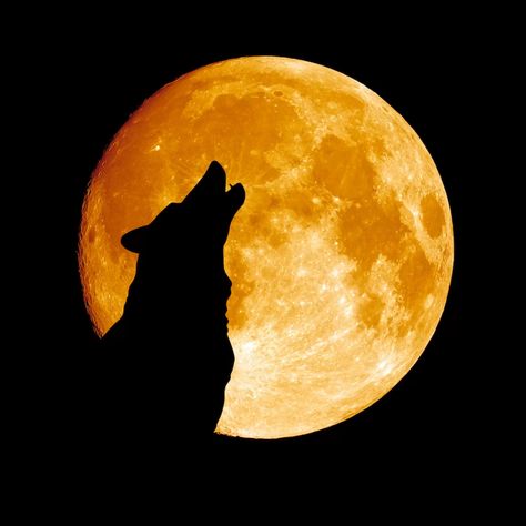 A Wolf, Full Moon, Moon, Van