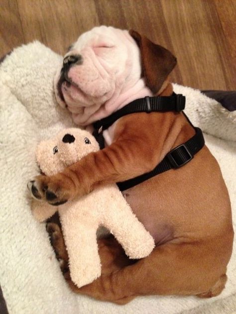 This little puppy stayed home: | 20 Puppies Cuddling With Their Stuffed Animals During Nap Time Puppy Cuddles, Blue Heeler, Little Puppies, Bulldog Puppies, Sweet Animals, 귀여운 동물, Animals Friends, Border Collie, I Love Dogs