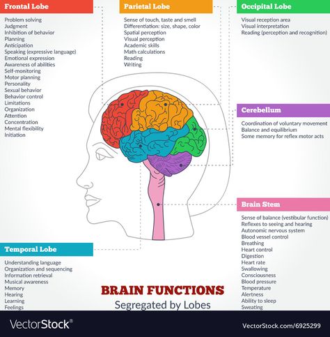 Human Brain Diagram, Neuro Anatomy, Brain Anatomy And Function, Brain Lobes, Function Diagram, Human Brain Anatomy, Nervous System Anatomy, Brain Diagram, Brain Parts