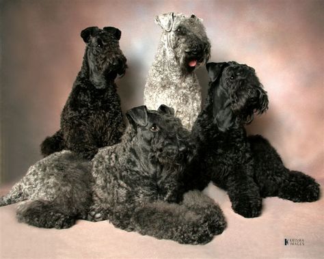 Glen Of Imaal, Russian Terrier, Yorkie Poodle, Glen Of Imaal Terrier, Dog Pic, Akc Breeds, Kerry Blue Terrier, Soft Coated Wheaten Terrier, Irish Terrier