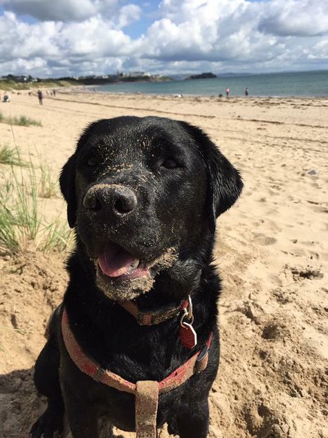 Sandy Black Lab Black English Lab, Black Lab Aesthetic, Rich Dog, Black Labs, Lab Dogs, Black Lab Puppies, Bird Dogs, Lab Puppies, Black Lab