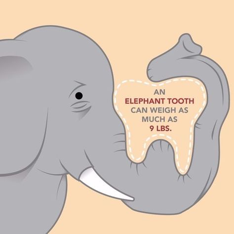 #dentalfacts #teeth #smile Orthodontics Marketing, Radiology Humor, Dental Quotes, Pediatric Dental Office, Elephant Facts, Dental Social Media, Dental Posts, Dental Jokes, Dental Fun