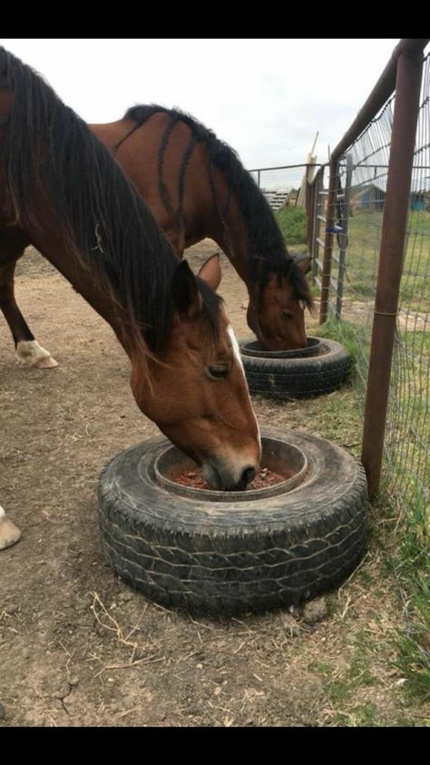 Paddock Paradise Ideas, Horse Barn Ideas, Horse Feeding, Horse Feeder, Horse Paddock, Horse Farm Ideas, Dog Bags, Barn Hacks, Diy Horse Barn