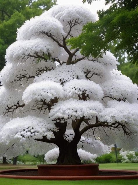 Amazing Trees, Beautiful Trees, Unusual Flowers, Unique Trees, Tree Hugger, Flowering Trees, Trees And Shrubs, Exotic Flowers, Beautiful Tree