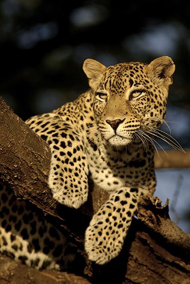 One of the big five in Sri Lanka. Animal Africa, Big Cats Being Cute, Jaguar Animal Aesthetic, Leopard Photography, Leopard Lying Down, Lion Black, Leopard In Jungle, The Big Five, African Leopard Photography