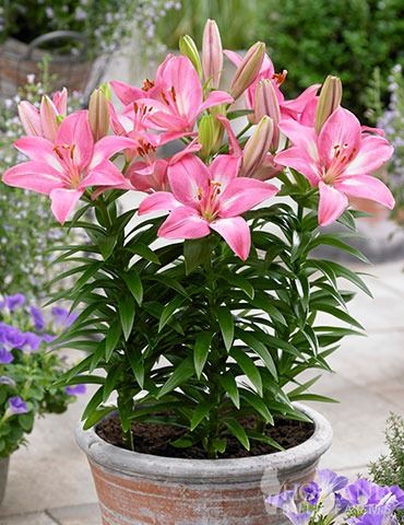 HARDINESS - Zone 7 Lilly Plants, Asiatic Lily, Partial Shade Plants, Lily Bulbs, Fall Bulbs, Asiatic Lilies, Spring Flowering Bulbs, Garden Bulbs, Spring Bulbs