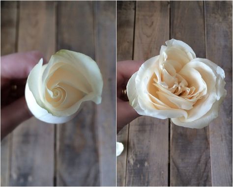 opening-up-rose-buds How To Make Roses Open Up, How To Make Roses Last Longer, How To Plant A Rose From A Stem, How To Start A Rose Bush From A Stem, Grow A Rose From A Stem, Flowers Last Longer, How To Make Rose, Open Rose, Diy Arrangements