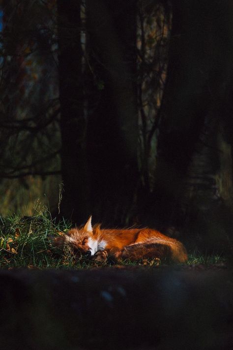 Fox Photo, Fox Pictures, Fox Spirit, Cocoppa Wallpaper, Fantastic Mr Fox, Forest Fox, Mr Fox, Fox Art, Mystical Creatures