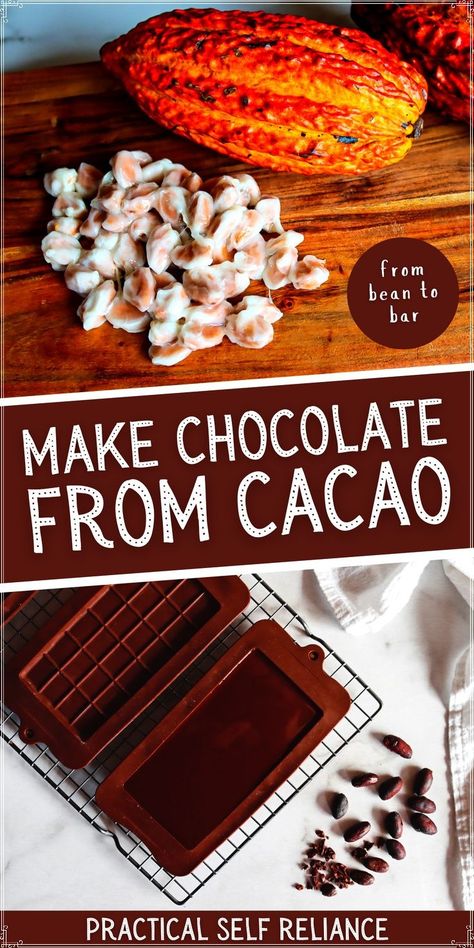 How to Make Chocolate From Cacao Beans: Fermented Foods for Gut Health - Ever wonder how chocolate is made or how to make chocolate from scratch!? From bean to bar chocolate, learn all about fermenting cacao beans with this homemade chocolate bars recipe. Using a fresh cacao pod or cacao nibs, process cacao into chocolate! Chocolate Bars Recipe, Chocolate From Scratch, Cacao Powder Recipe, Cacao Nibs Recipes, Cacao Pod, Bean To Bar Chocolate, Cacao Fruit, Chocolate Bar Recipe, Cacao Recipes