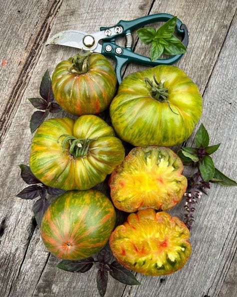 Beefsteak Tomato Plant, Green Zebra Tomato, Golden Zebra, Tomato Harvest, Beefsteak Tomato, Tomato Plant, Green Zebra, Tomato Plants, Beef Steak