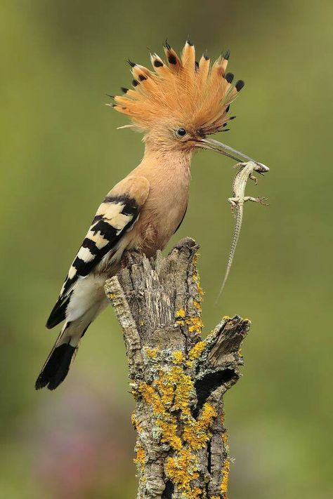 Looks like feathers on top  of its head Hoopoe Bird, Colourful Birds, 2 Thessalonians, Watercolor Birds, Most Beautiful Birds, Kinds Of Birds, Bird Food, Colorful Bird, Airbrush Art