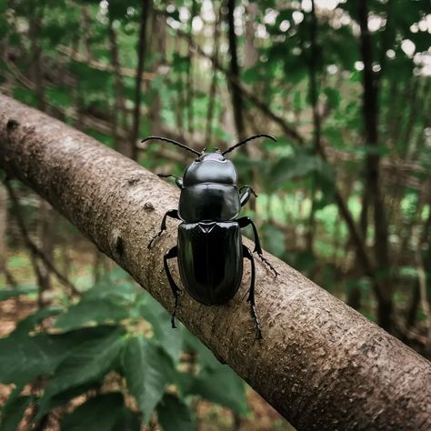 Black Beetle Spiritual Meaning: 6 Symbolisms & Interpretations Beetle Spiritual Meaning, Black Beetle, Stink Bug, Spiritual Meaning, Spiritual Awakening, Insects, Meant To Be, Spirituality, Black