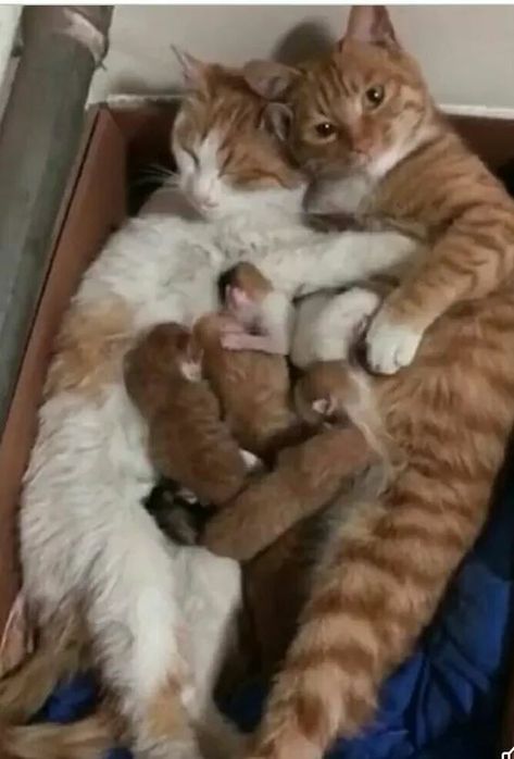 Cute family <3 Cats Orange, Sleeping Animals, Orange Baby, Super Cat, Orange Cats, Mama Cat, Cute Cats And Dogs, Beautiful Cats, Baby Cats