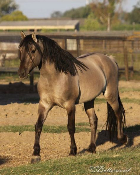 Buckskin, a bit unusual but close enough for cowboy work. Spanish Mustang, Aesthetic Horses, Kiger Mustang, Horse Poses, Grulla Horse, Horse Senior Pictures, Buckskin Horse, Rubber Raincoats, Mustang Horse