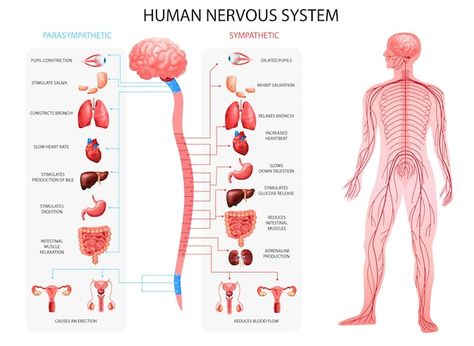 Anatomical Terminology, Human Body Nervous System, Nervous System Anatomy, English Conversation Practice, Teas Test, Human Nervous System, Sistem Saraf, Learn Language, Basic Grammar