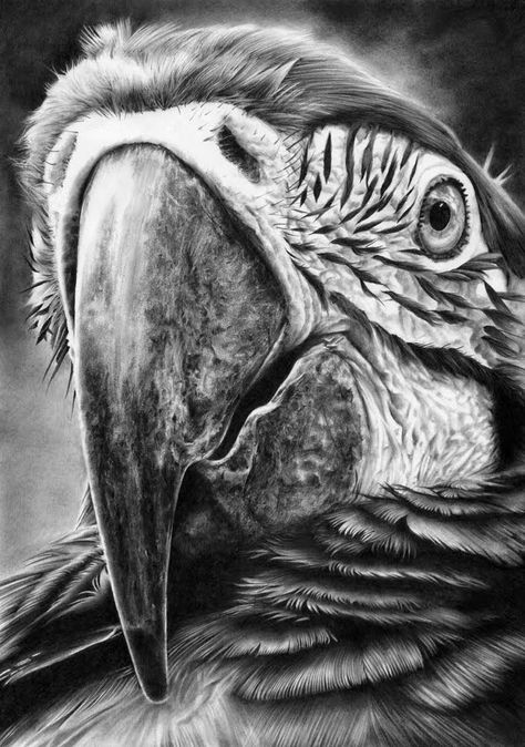 A blog about creative Ideas, Inspiration, Design, Technology Innovation, Art, Photography, Architecture, Macaw Drawing, Jungle Bird, Parrot Drawing, Beautiful Pencil Drawings, Pencil Drawings Of Animals, 강아지 그림, Animal Drawing, Desenho Tattoo, Architectural Drawing