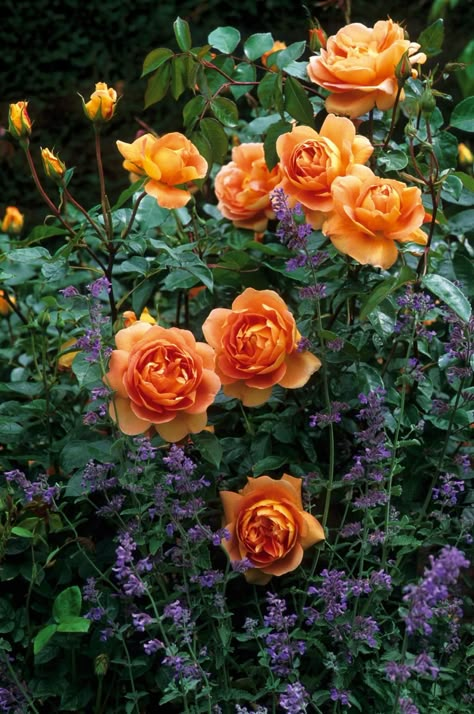 Deadheading Roses, Fragrant Roses, Rose Care, Shrub Roses, David Austin Roses, Growing Roses, David Austin, English Rose, Climbing Roses